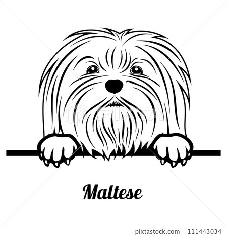 Peeking Maltese - Dog Breed - Pet Vector Portrait, Dog Silhouette Stencil - Cricut file EPS Peeking Maltese - Dog Breed - Pet Vector Portrait, Dog Silhouette Stencil - Cricut file EPS 111443034