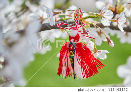 Bulgarian traditional spring decor Martenitsa on the cherry blossom tree. Baba Marta holiday. 111443152