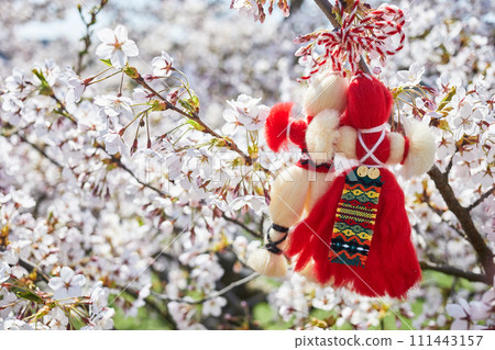 Bulgarian traditional spring decor Martenitsa on the cherry blossom tree. Baba Marta holiday. Bulgarian traditional spring decor Martenitsa on the cherry blossom tree. Baba Marta holiday. 111443157