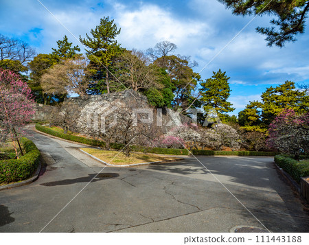 Scenery of Imperial Palace East Garden [Umebayashizaka] in early spring 111443188