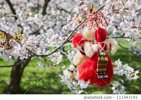 Bulgarian traditional spring decor Martenitsa on the cherry blossom tree. Baba Marta holiday. 111443191