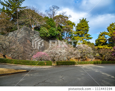 皇居東御苑[梅林坂]早春景色 111443194