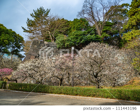 皇居東御苑[梅林坂]早春景色 111443196