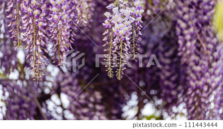 Blooming Wisteria Sinensis with scented classic purple flowersin full bloom in hanging racemes closeup. Garden with wisteria in spring Blooming Wisteria Sinensis with scented classic purple flowersin full bloom in hanging racemes closeup. Garden with wisteria in spring 111443444