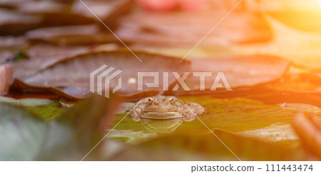 frog leaf water lily. A small green frog is sitting at the edge of water lily leaves in a pond 111443474