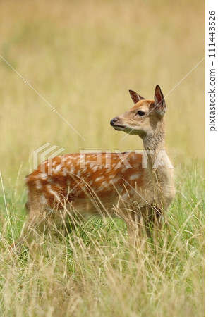 The sika deer baby on pasture The sika deer baby on pasture 111443526
