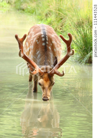 Beautiful spotty sika deer male Beautiful spotty sika deer male 111443528