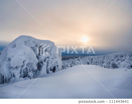 Magical bizarre silhouettes of trees are plastered with snow. Magical bizarre silhouettes of trees are plastered with snow. 111443641
