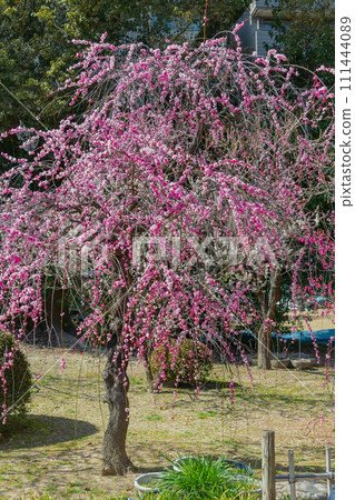 縮景園的垂梅盛開 縮景園的垂梅盛開 111444089