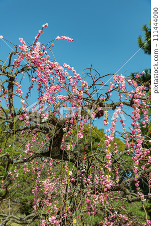 粉紅色的垂枝李子在藍天上閃閃發光 111444090
