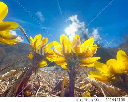 Refreshing Fukujuso Refreshing Fukujuso 111444168