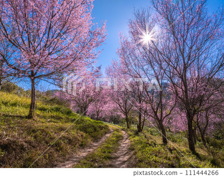 Pink sakura cherry blossom under a clear blue on Phu Lom Lo mountain, Phitsanulok and Loei Province, Thailand Pink sakura cherry blossom under a clear blue on Phu Lom Lo mountain, Phitsanulok and Loei Province, Thailand 111444266
