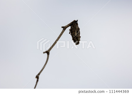 Minor beetle 111444369