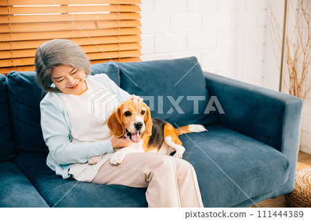 Warmth and togetherness, An old lady holds her Beagle puppy on the sofa in their living room. Their friendship and happiness turn this house into a haven of pet love. Warmth and togetherness, An old lady holds her Beagle puppy on the sofa in their living room. Their friendship and happiness turn this house into a haven of pet love. 111444389