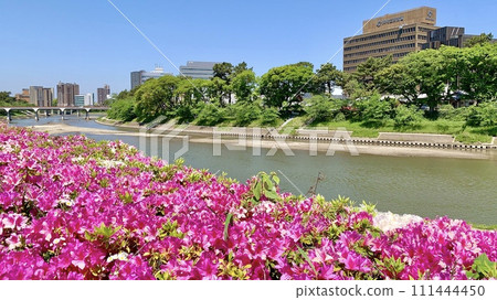 盛開的杜鵑花(粉紅色)和在藍天映襯下的新綠,將大戶川染上色彩(秋台橋公園/愛知縣岡崎市) 盛開的杜鵑花(粉紅色)和在藍天映襯下的新綠,將大戶川染上色彩(秋台橋公園/愛知縣岡崎市) 111444450