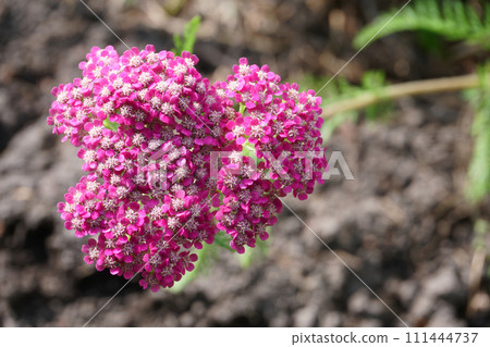 Yarrow flowers blooming in the garden Yarrow flowers blooming in the garden 111444737