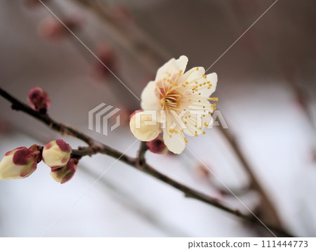 一月「冬至」白梅花開 一月「冬至」白梅花開 111444773