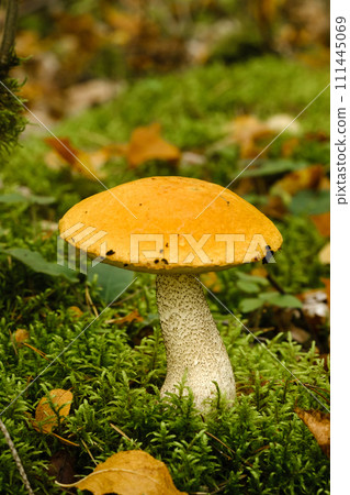 A large aspen mushroom with an orange cap grows in the autumn forest. Mushrooms in the forest. Mushroom picking 111445069