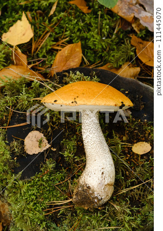 A large aspen mushroom with an orange cap grows in the autumn forest. Mushrooms in the forest. Mushroom picking A large aspen mushroom with an orange cap grows in the autumn forest. Mushrooms in the forest. Mushroom picking 111445070