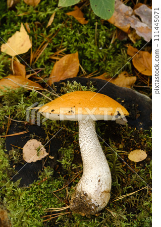A large aspen mushroom with an orange cap grows in the autumn forest. Mushrooms in the forest. Mushroom picking A large aspen mushroom with an orange cap grows in the autumn forest. Mushrooms in the forest. Mushroom picking 111445071