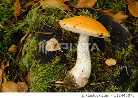 A large aspen mushroom with an orange cap grows in the autumn forest. Mushrooms in the forest. Mushroom picking A large aspen mushroom with an orange cap grows in the autumn forest. Mushrooms in the forest. Mushroom picking 111445073