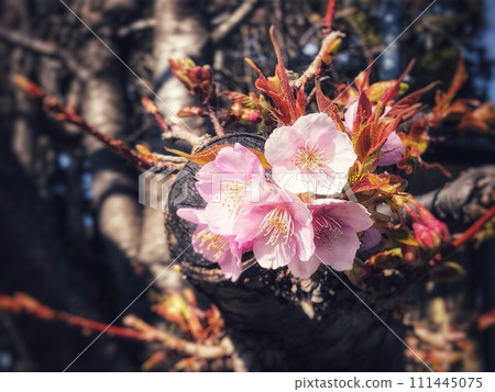 Spring scenery with close-up of Kawazu cherry blossom buds and flowers 111445075