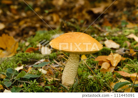 A large aspen mushroom with an orange cap grows in the autumn forest. Mushrooms in the forest. Mushroom picking A large aspen mushroom with an orange cap grows in the autumn forest. Mushrooms in the forest. Mushroom picking 111445091