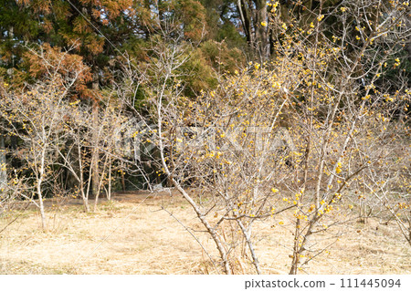 Iiyama Roubai Garden (Hakusan Junrei Pass Hiking Course) 111445094