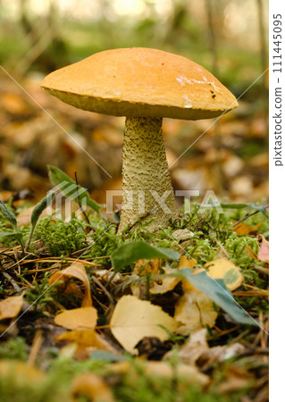 A large aspen mushroom with an orange cap grows in the autumn forest. Mushrooms in the forest. Mushroom picking A large aspen mushroom with an orange cap grows in the autumn forest. Mushrooms in the forest. Mushroom picking 111445095
