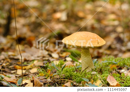 A large aspen mushroom with an orange cap grows in the autumn forest. Mushrooms in the forest. Mushroom picking 111445097