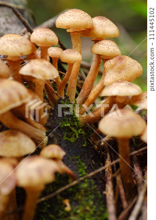 Forest edible mushrooms, honey mushrooms, grow in the forest on an old tree 111445102