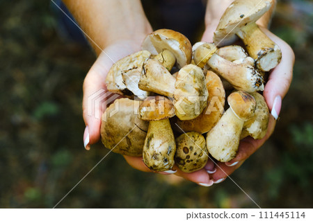 A lot of mustard mushrooms lying in your hands , close-up. inedible false white mushroom 111445114
