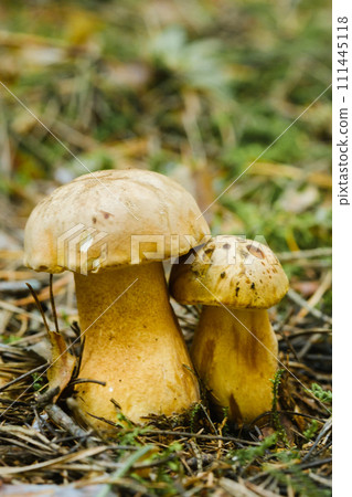 Gorchak mushroom in the forest, close-up. inedible false boletus mushroom 111445118