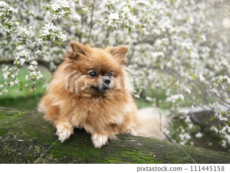 pomeranian in nature 111445158