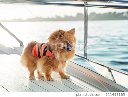 pomeranian and life jacket pomeranian and life jacket 111445165