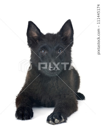 young Schipperke in studio young Schipperke in studio 111445174