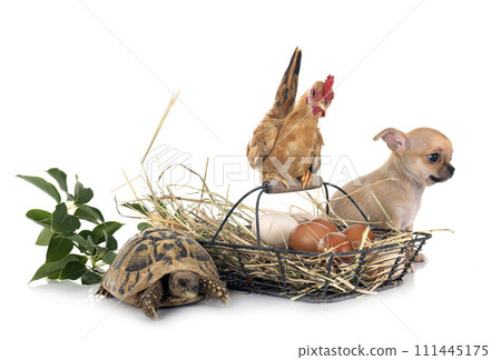 chihuahua and chicken in studio 111445175