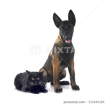 malinois and cat in studio 111445185