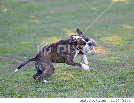continental bulldog in nature 111445191