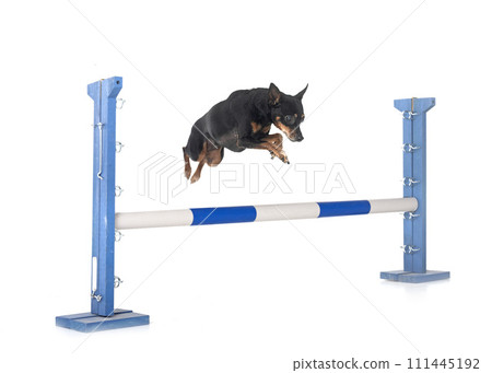 miniature pinscher in studio 111445192