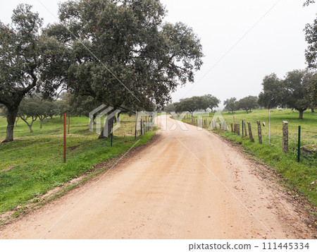 Serene Country Dirt Road Flanked by Green Pastures 111445334