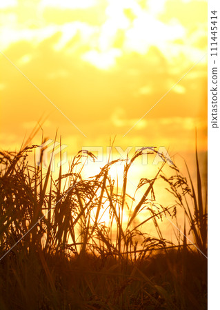 Rice fields facing the Sea of Japan in Wajima 111445414