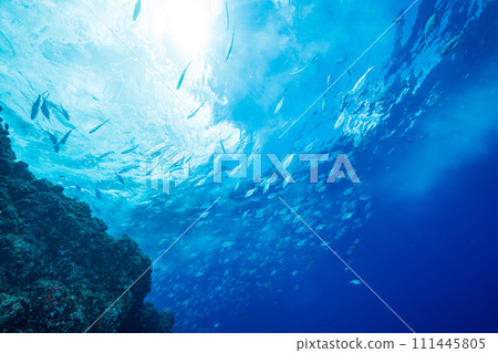 School of horse mackerel Ogasawara School of horse mackerel Ogasawara 111445805