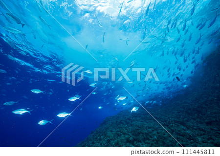 School of horse mackerel Ogasawara 111445811