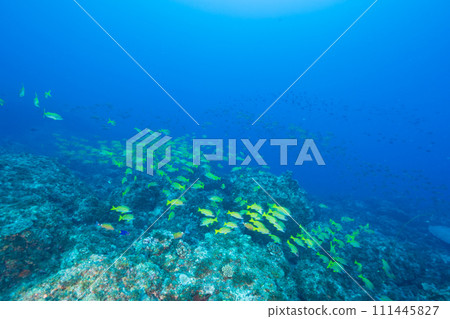 A flock of plums Ogasawara 111445827