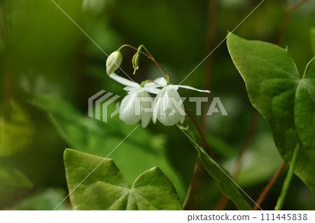 Baikaikarisou, plum blossom anchor grass, undergrowth in the forest, small white flowers 111445838