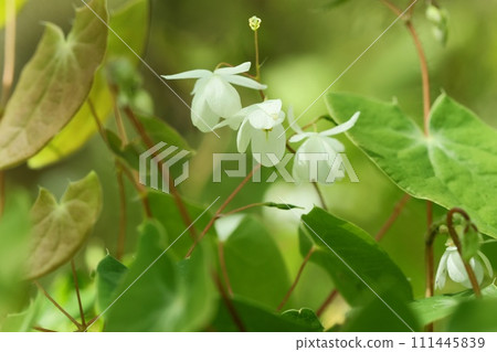 Baikaikarisou, plum blossom anchor grass, undergrowth in the forest, small white flowers Baikaikarisou, plum blossom anchor grass, undergrowth in the forest, small white flowers 111445839