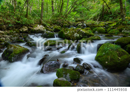 A clear stream flowing through a green forest A clear stream flowing through a green forest 111445938