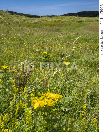 Yellow blooming flower called Ragwort in Ireland Yellow blooming flower called Ragwort in Ireland 111445998