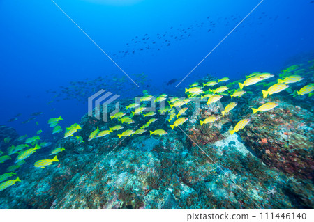 Flock of Yosugefedai Ogasawara Flock of Yosugefedai Ogasawara 111446140